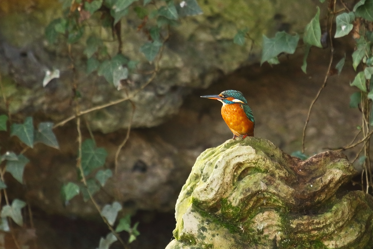 il martino del parco di Monza
