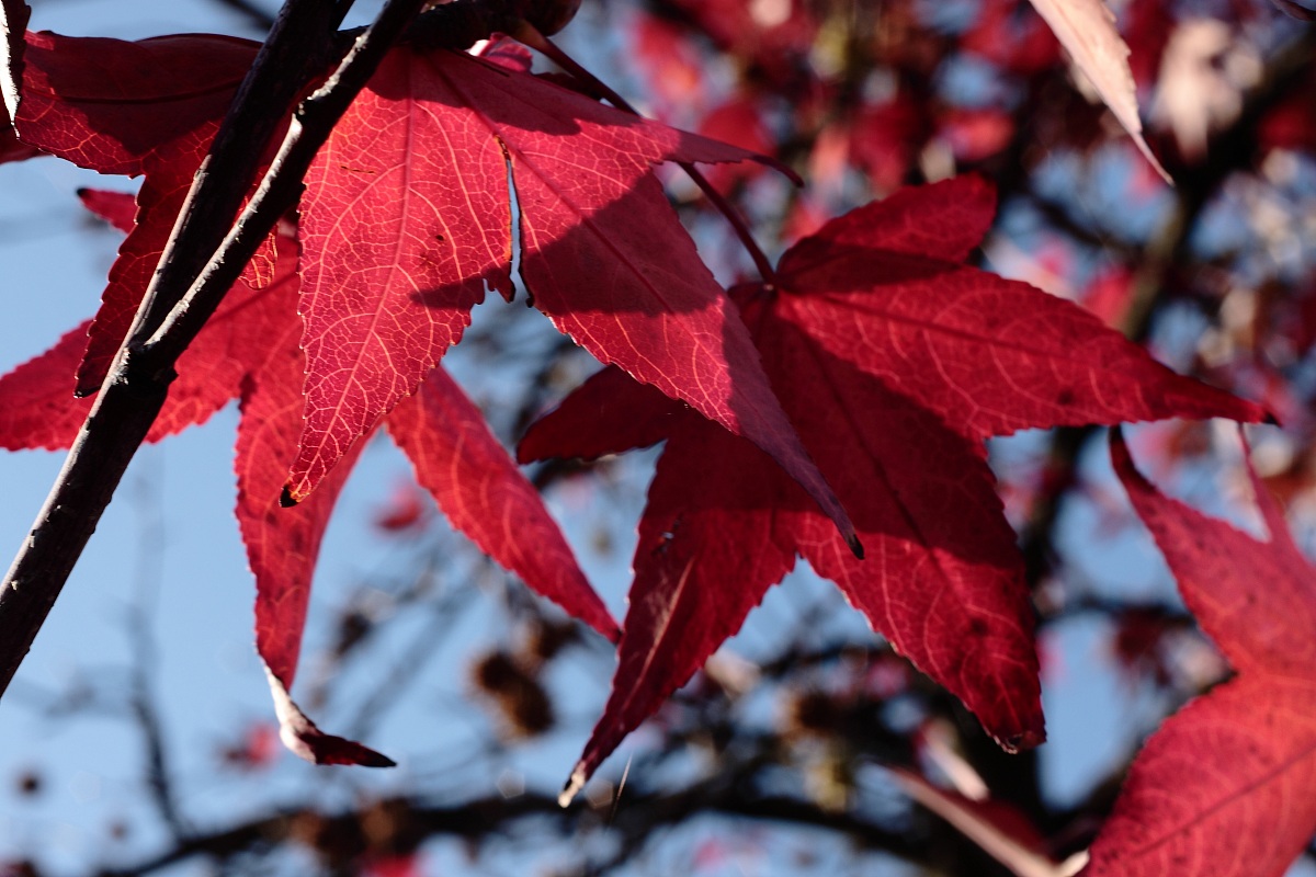 The leaves change color