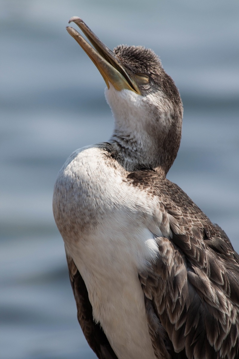 Cormorant
