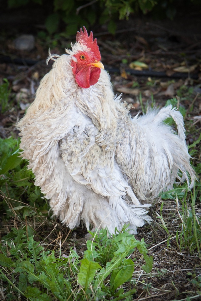 Hen