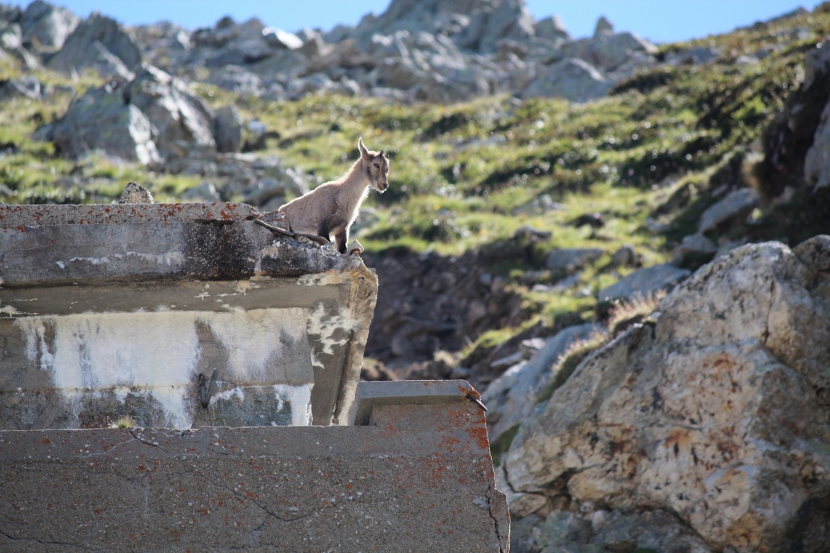 piccolo di stanbecco
