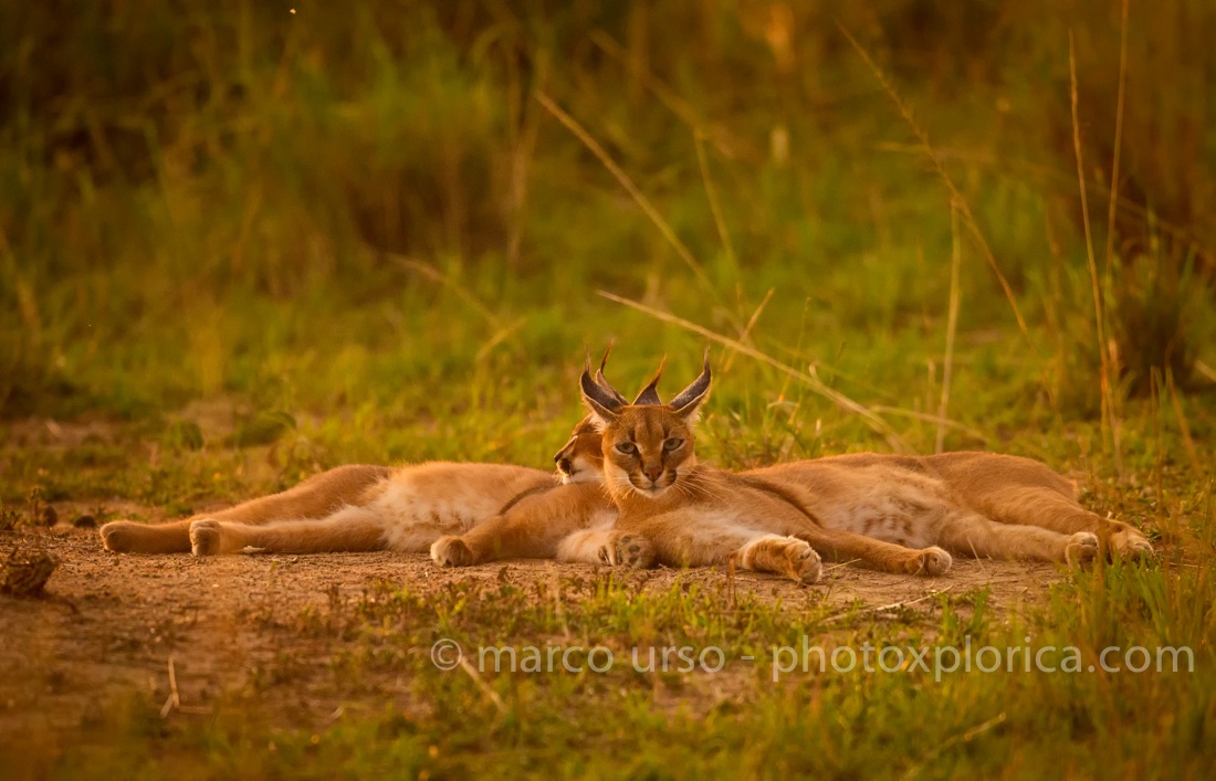 Caracal- Masai Mara
