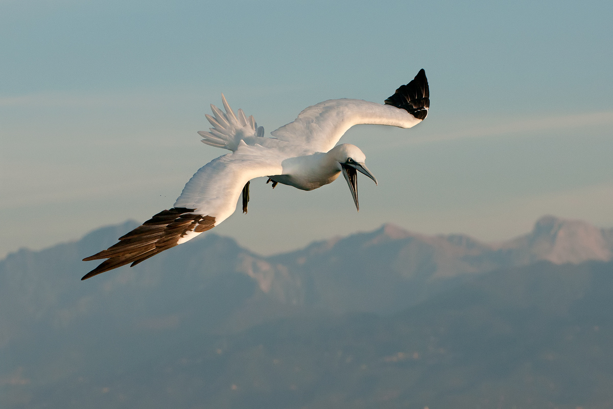 Gannet diving (Northern Gannet)