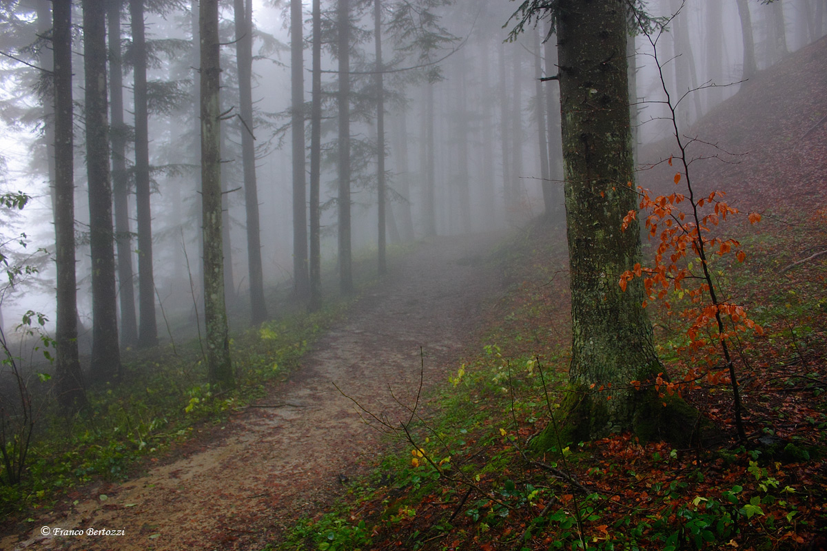 sentiero nella nebbia