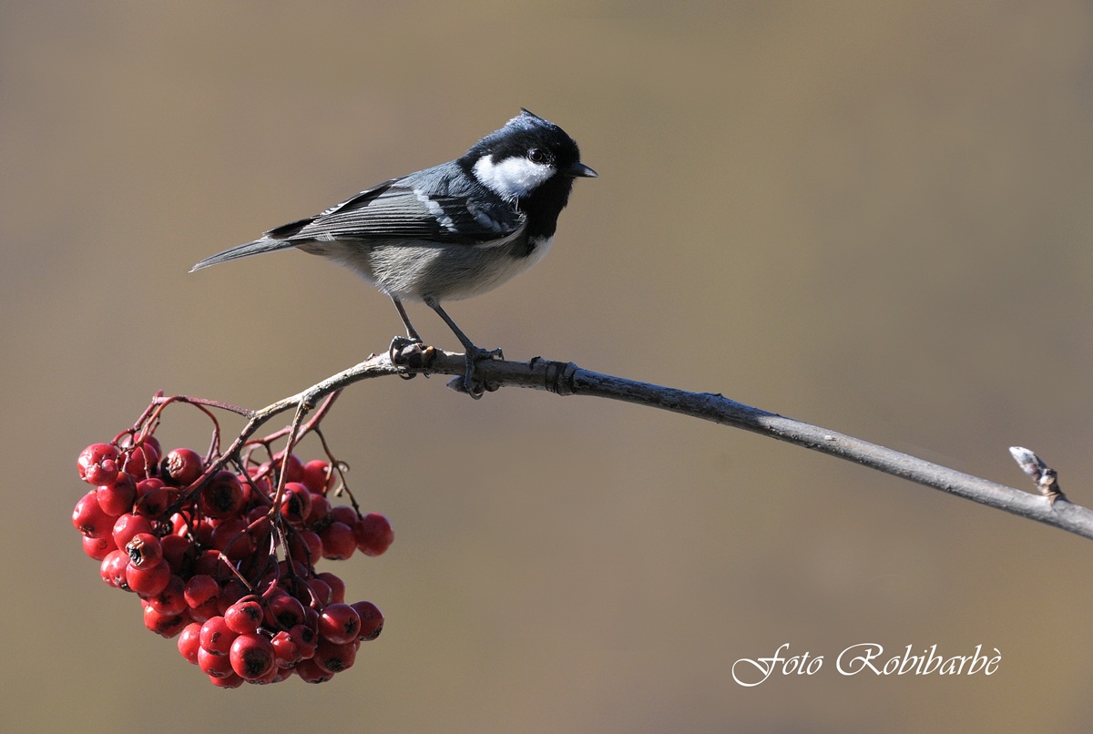 Cincia mora sul sorbo ....