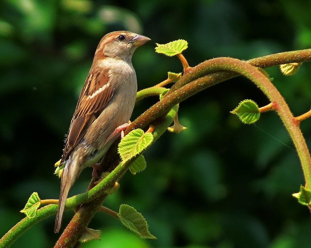 Passerotto molto attento...