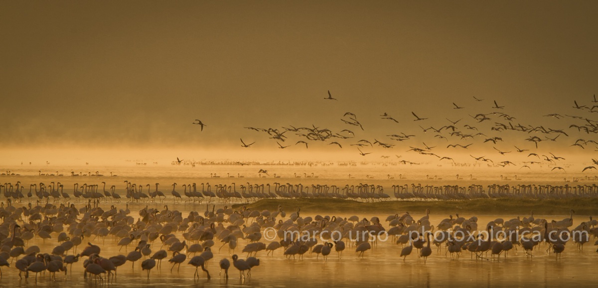 lake Nakuru all'alba