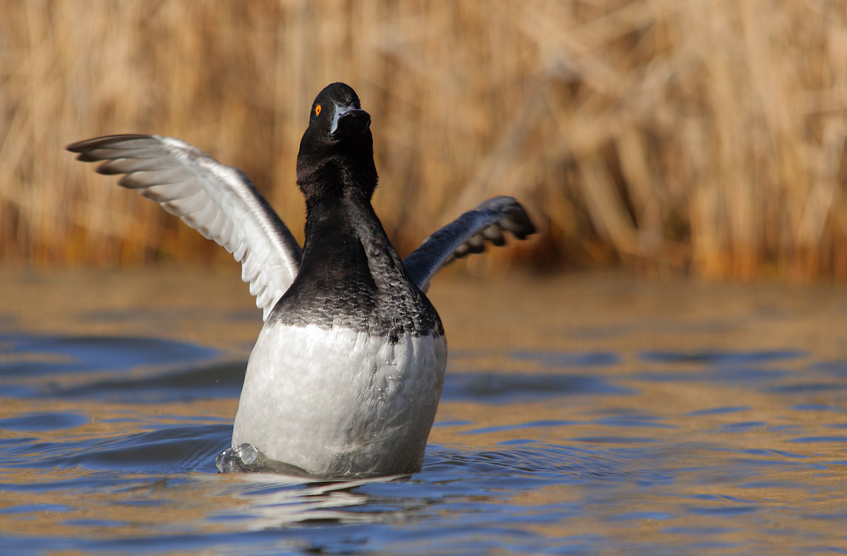 Hybrid Tufted Pochard