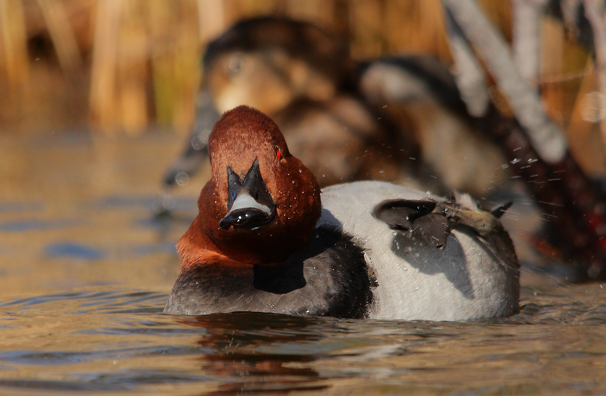 Pochard
