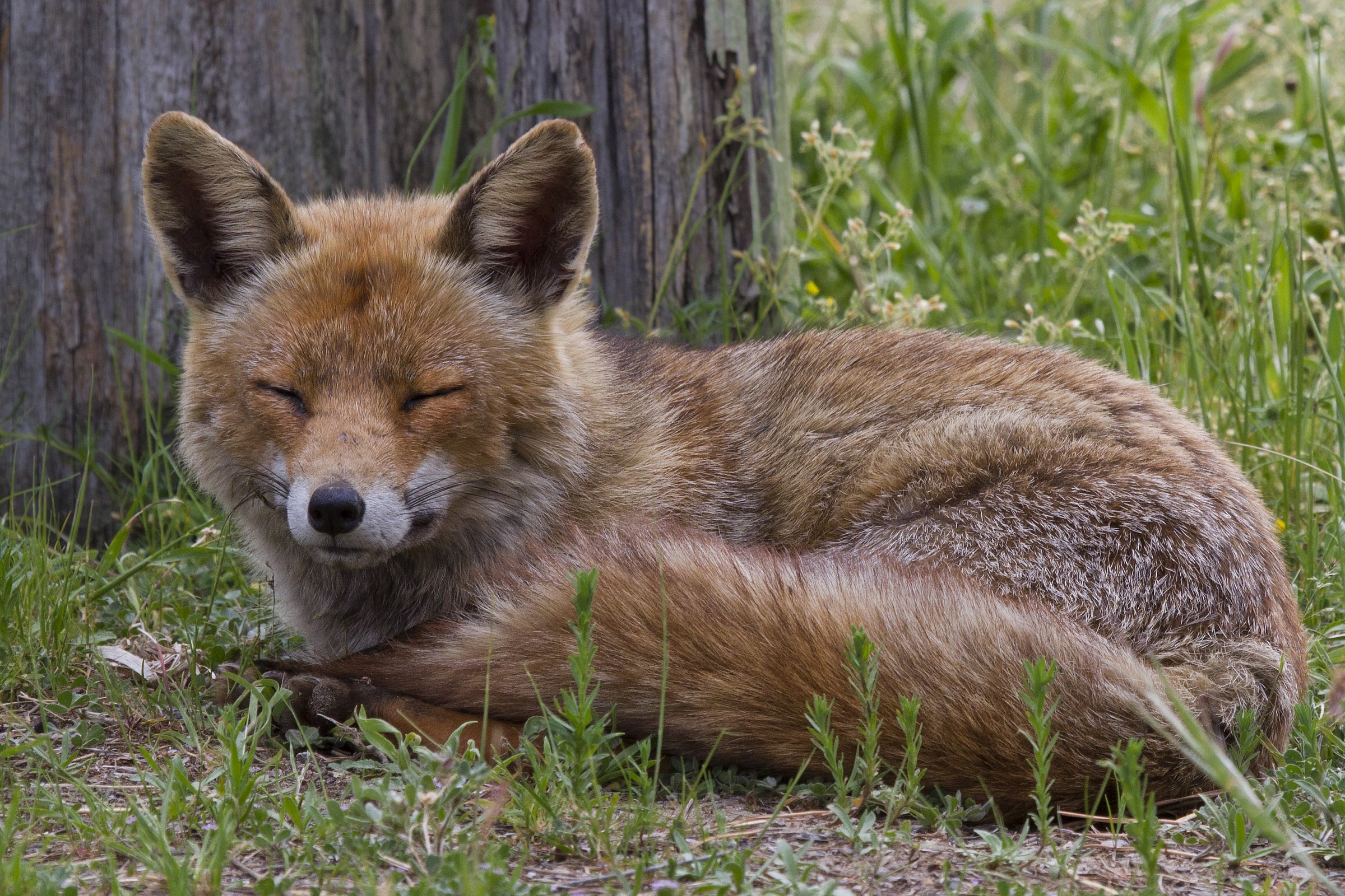 Nap fox