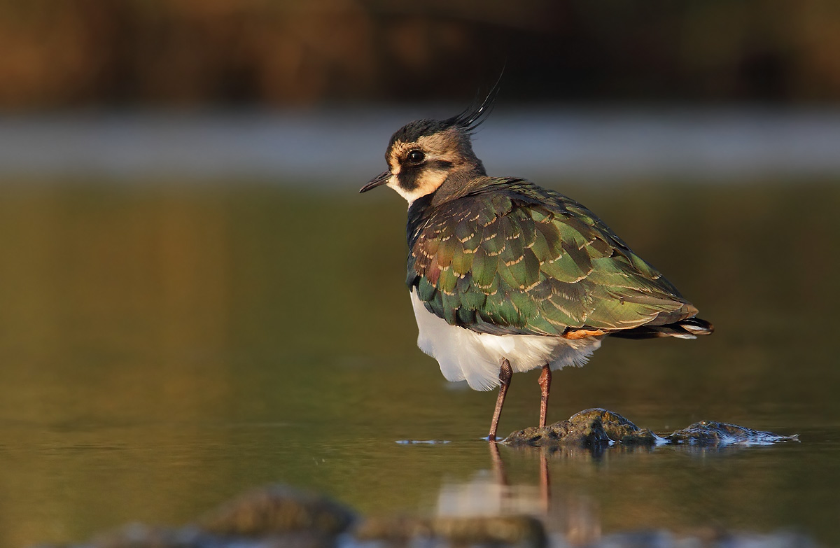Lapwing