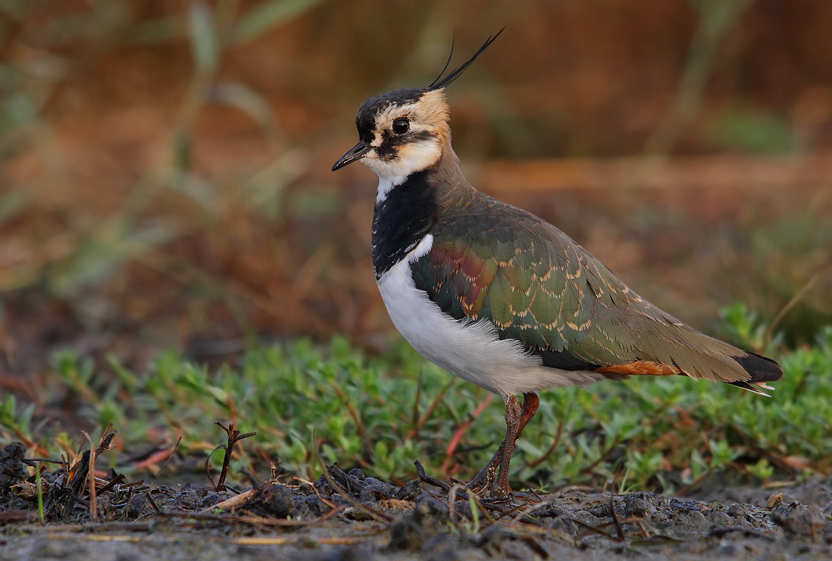Lapwing