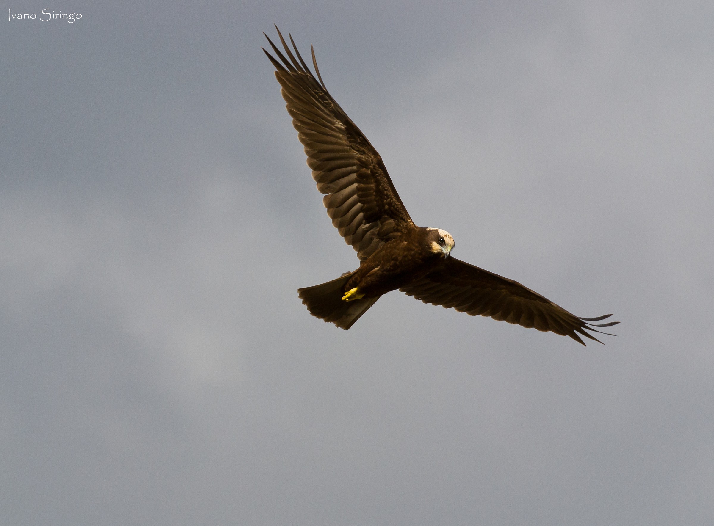 Marsh Harrier