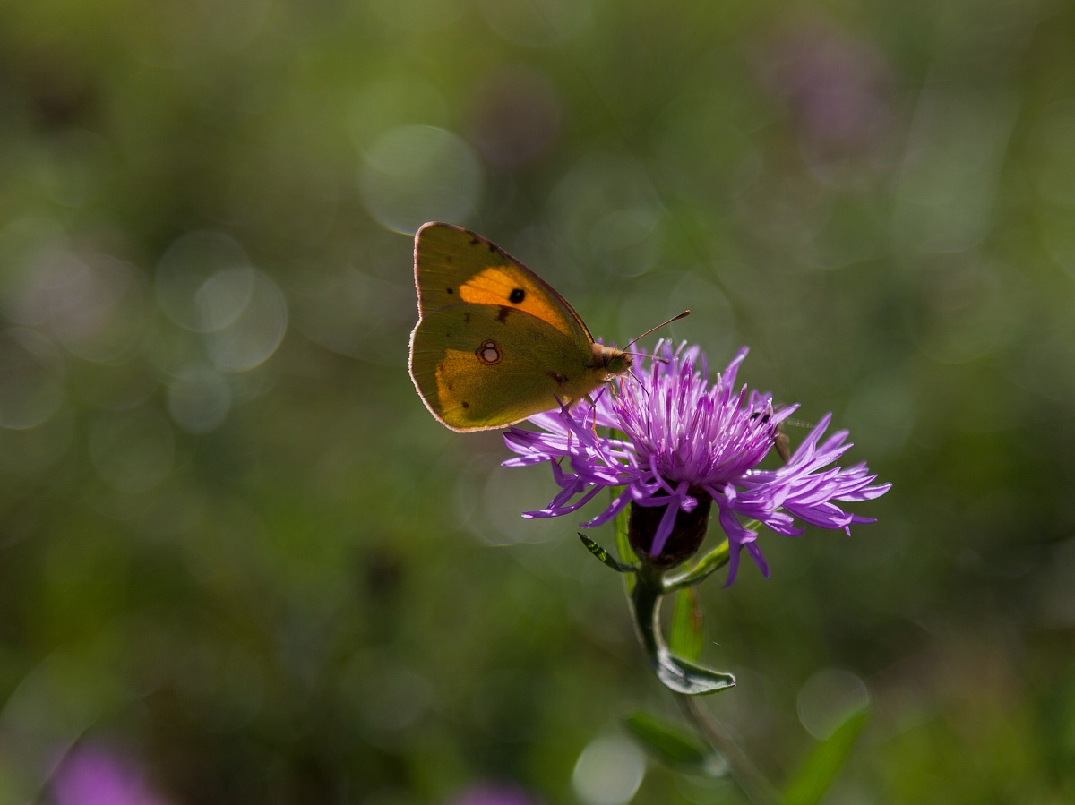 Colias crocea