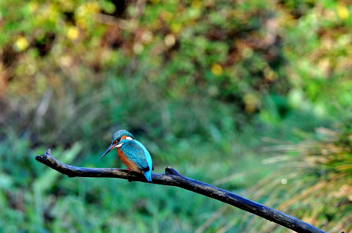 Kingfisher