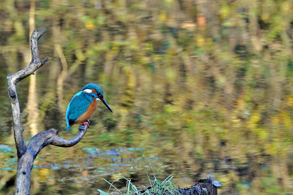 Kingfisher