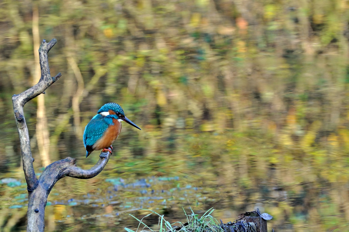 Kingfisher