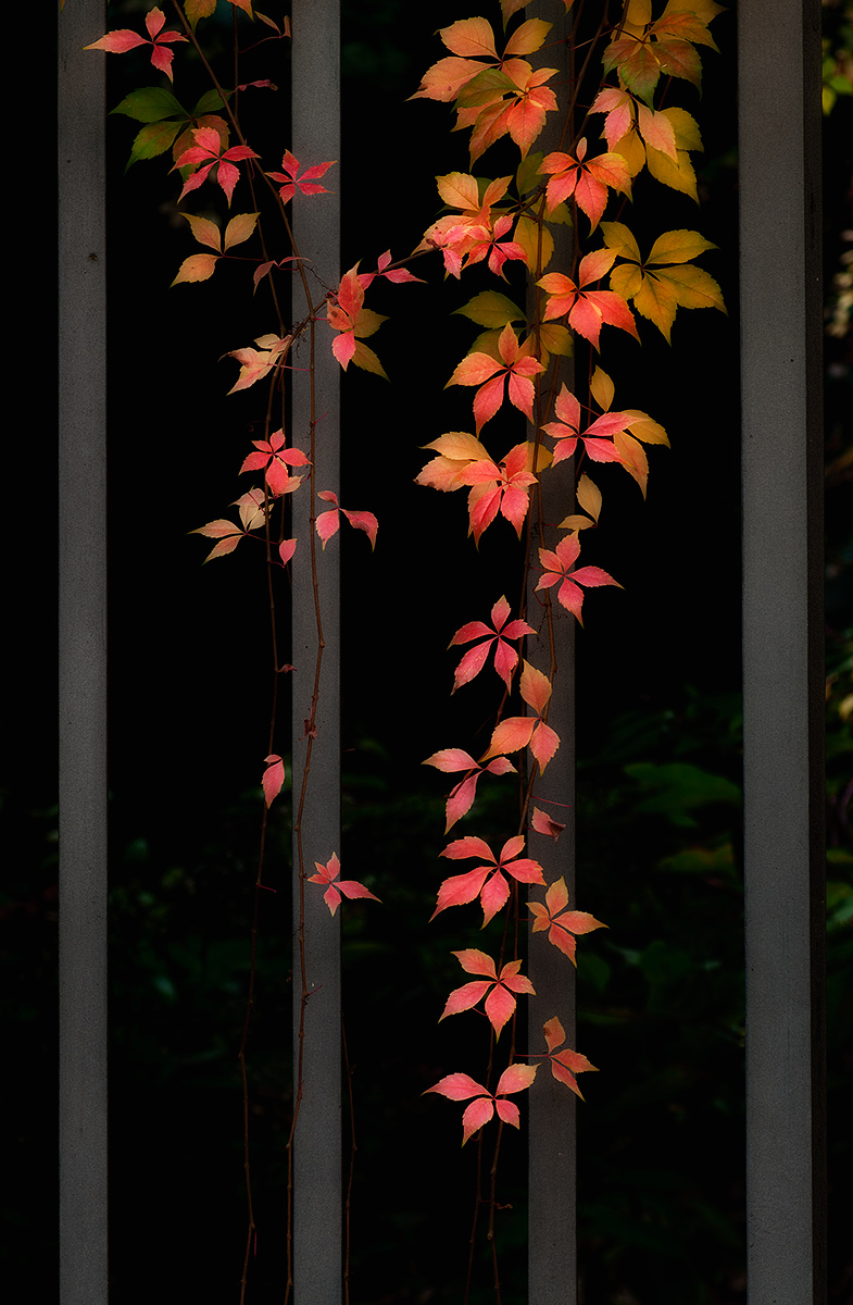 Foundation Honest Woman