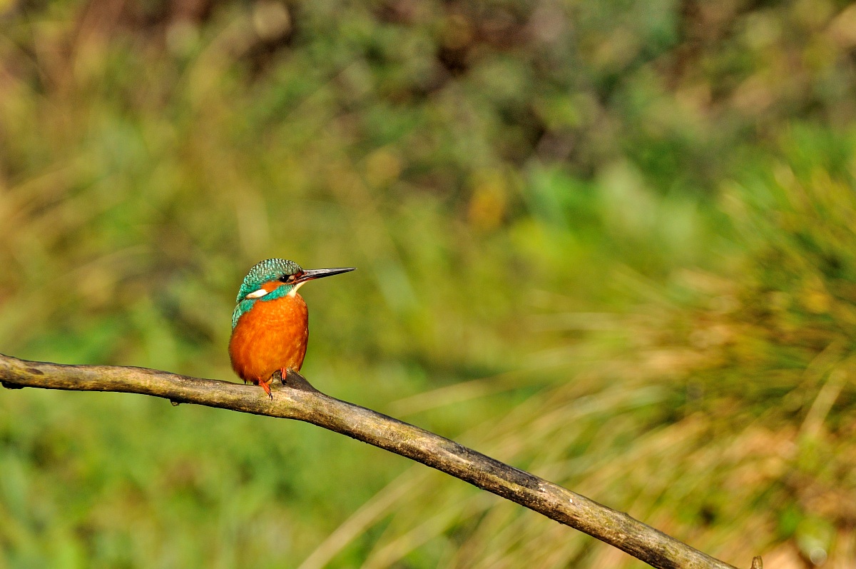 Kingfisher