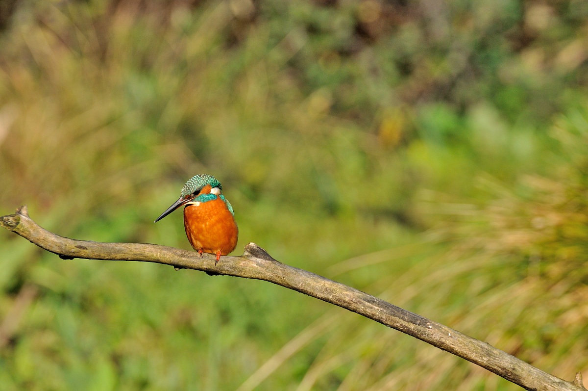 Kingfisher