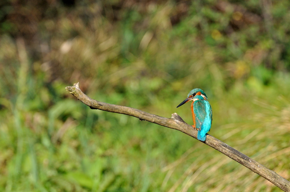 Kingfisher