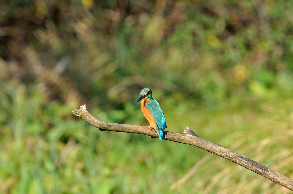 Kingfisher