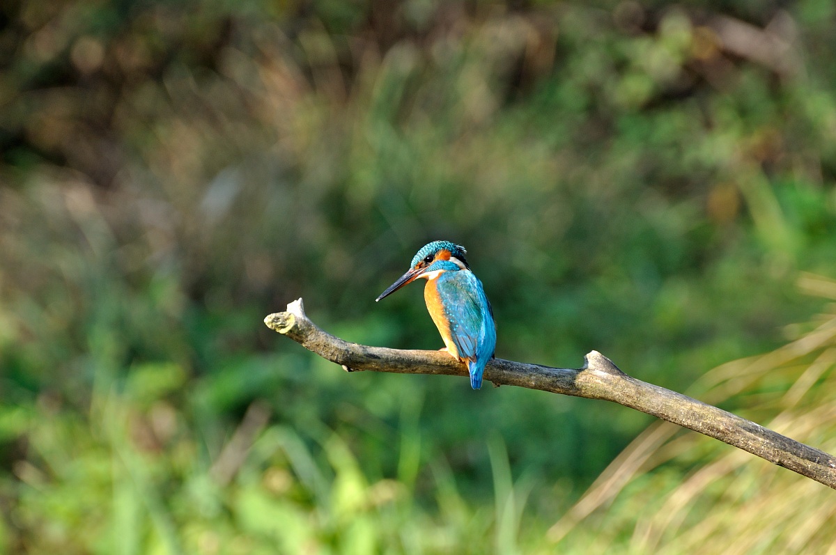 Kingfisher