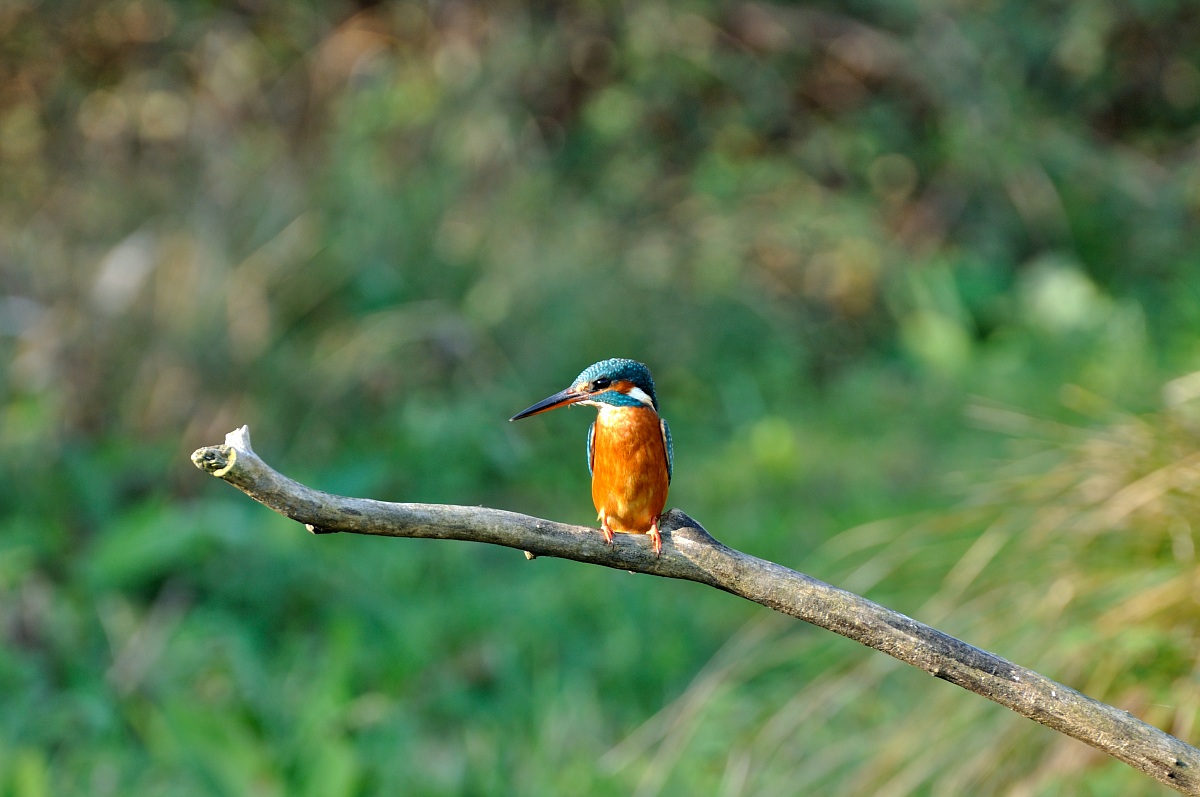 Kingfisher