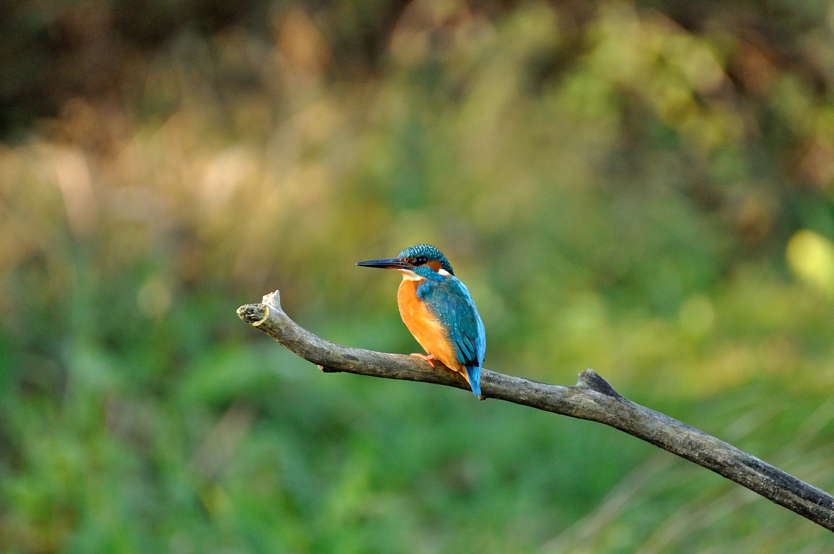 Kingfisher
