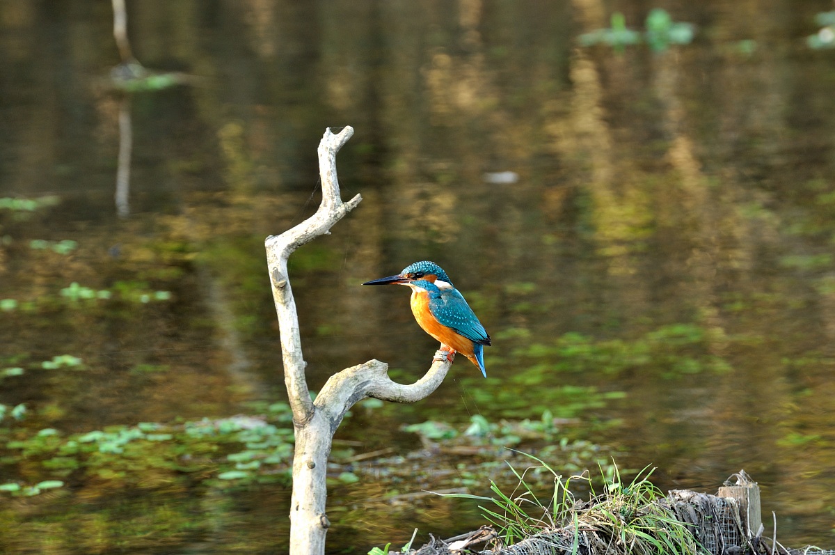 Kingfisher