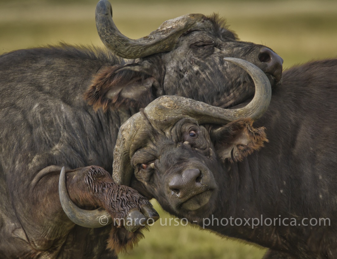 Bufalo Africano in lotta - Samburu