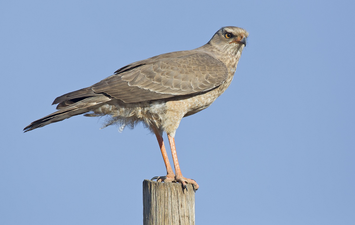 Giovane astore cantante
