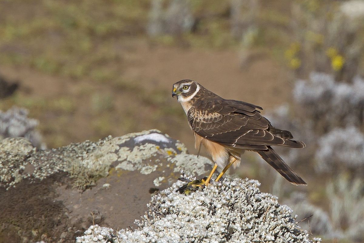 The hen and the canary