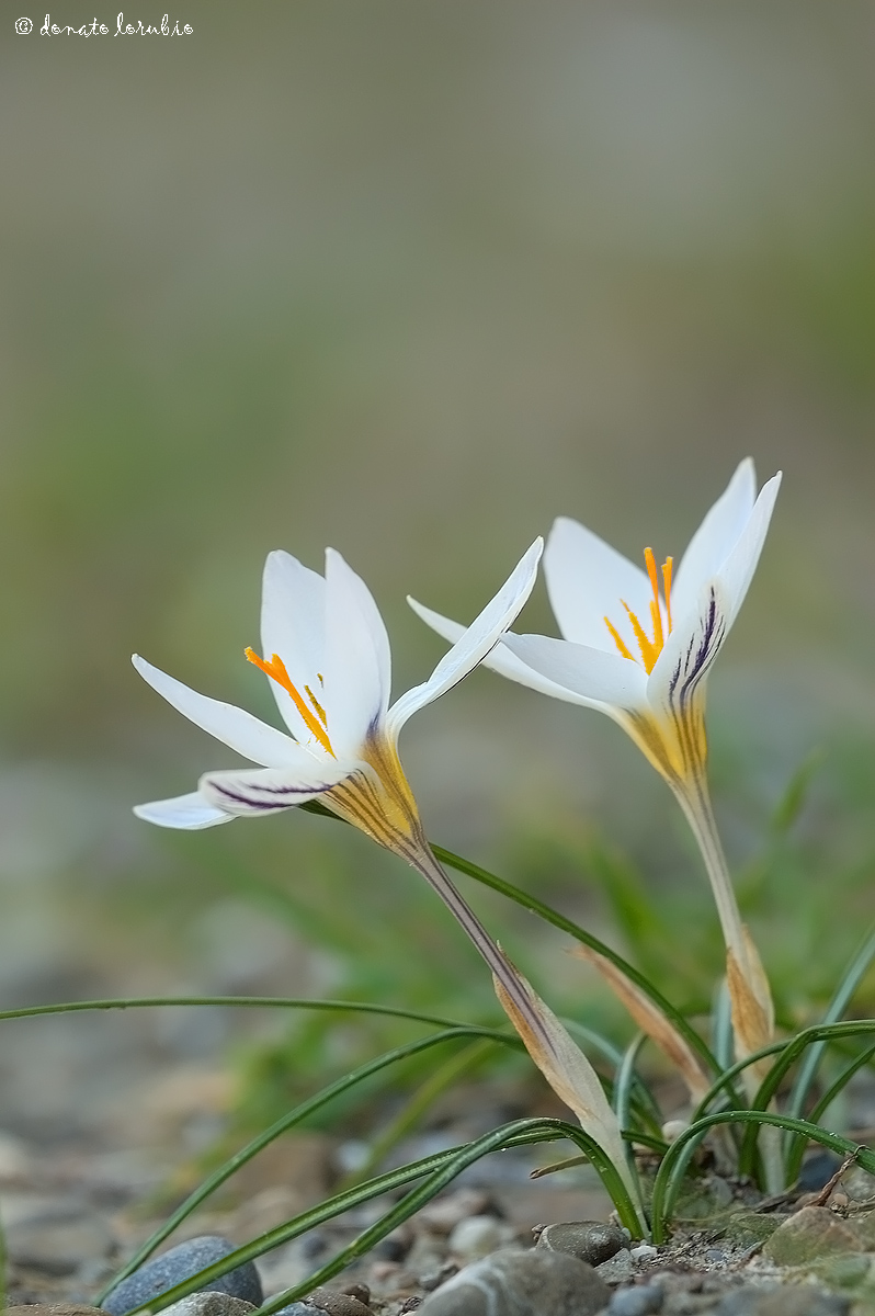 Crocus biflorus