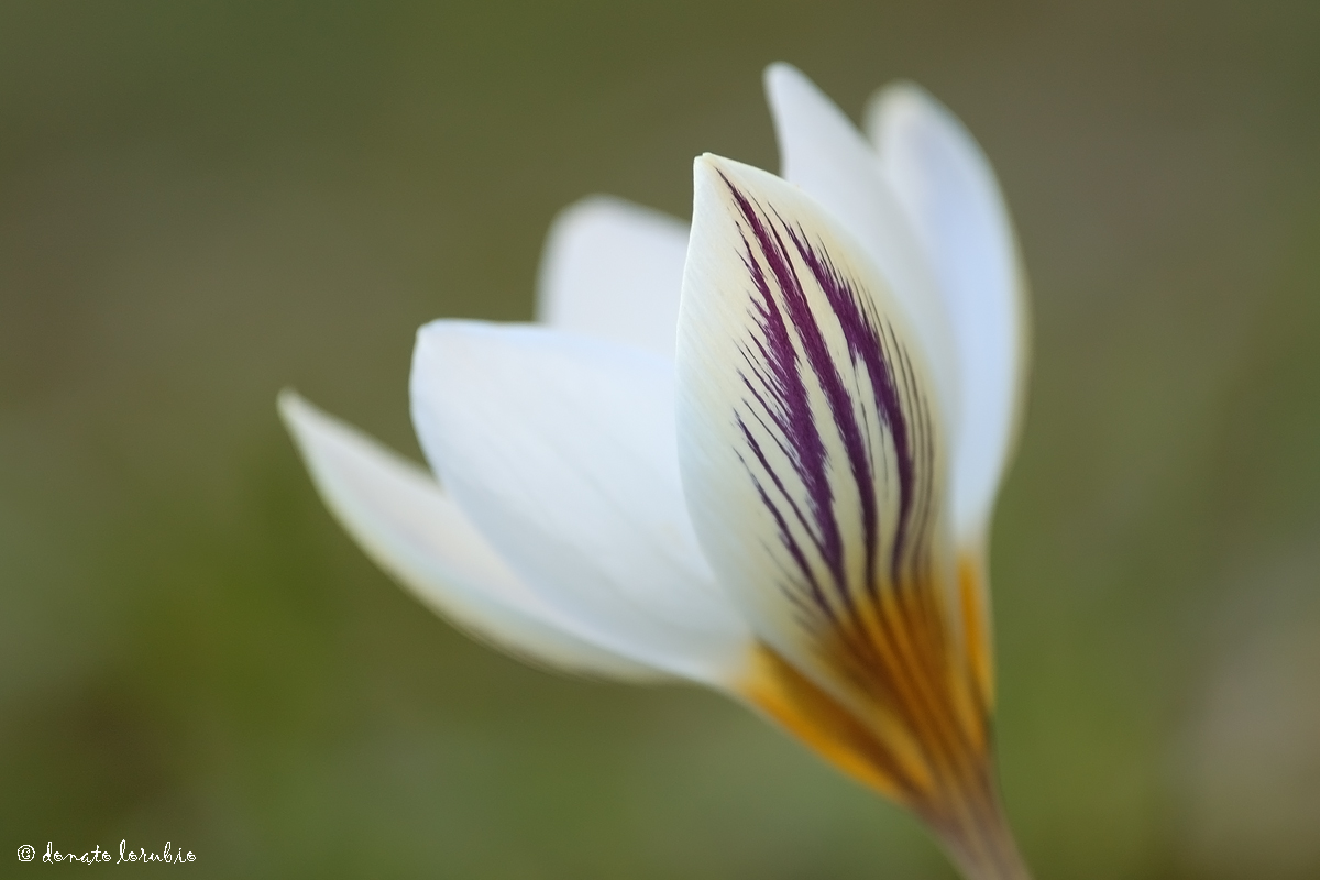 Crocus biflorus