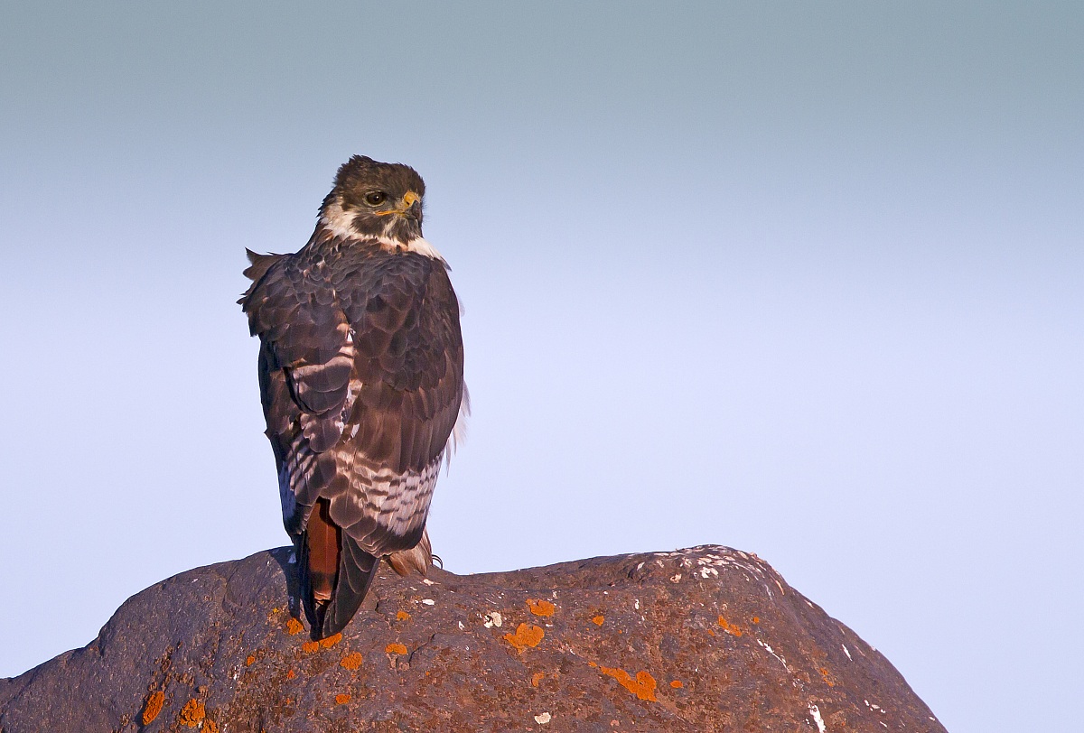 Buzzard at sunset