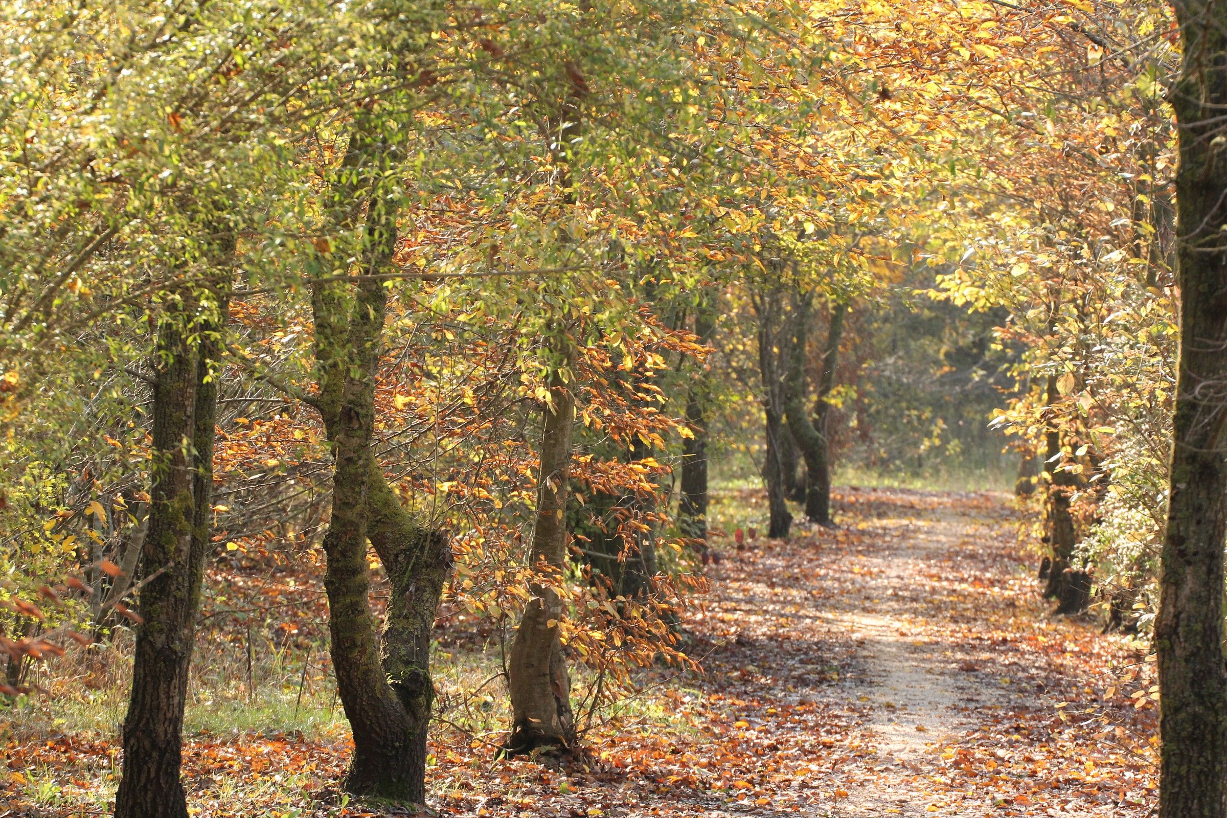 i colori dell'autunno