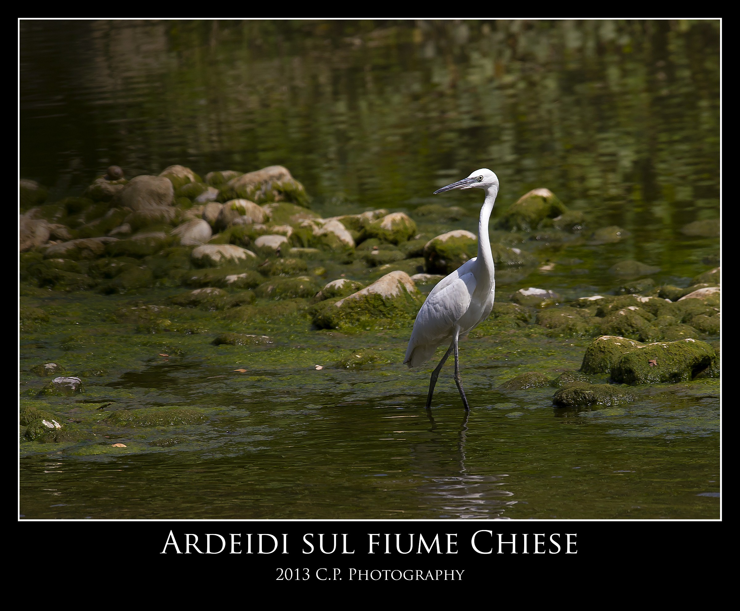 Ardeidi sul fiume Chiese ...