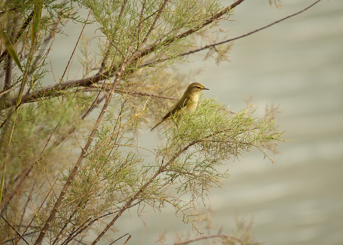 piccolo lui.....lui piccolo