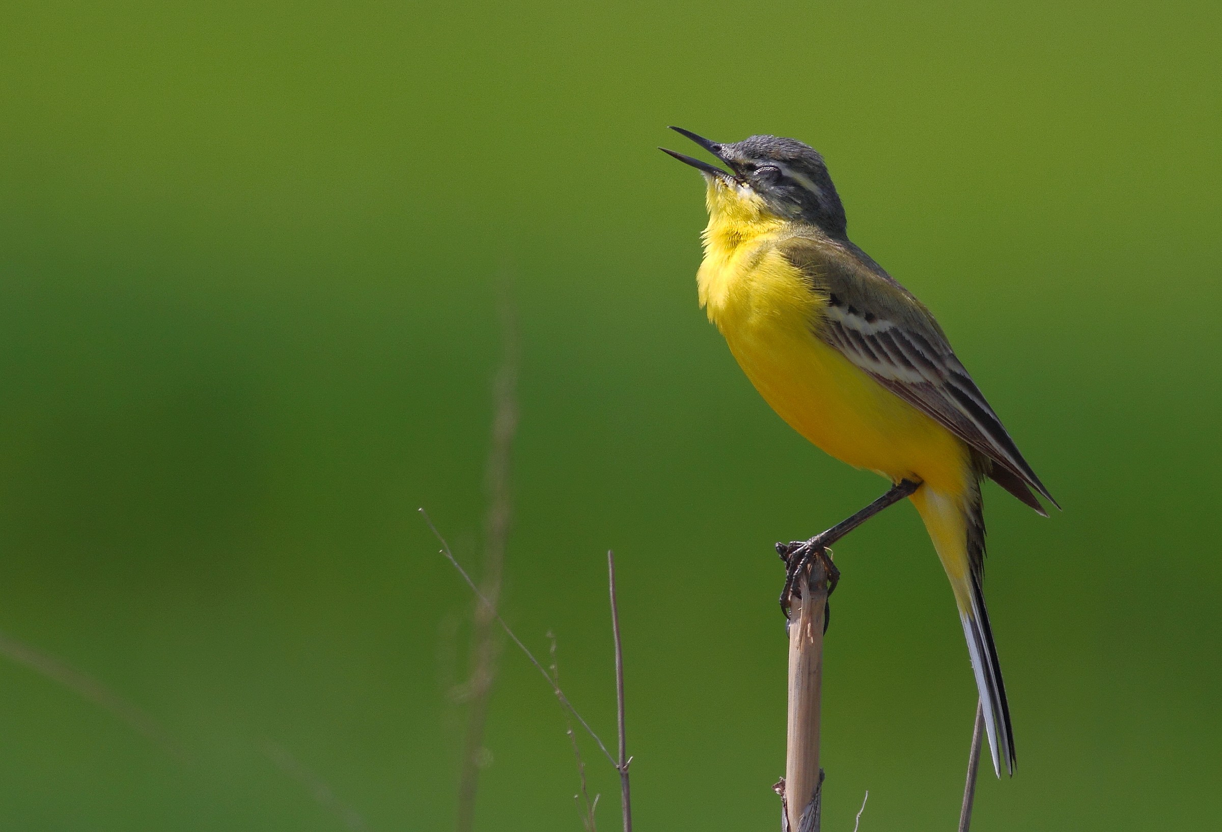 Cutrettola (Motacilla flava)