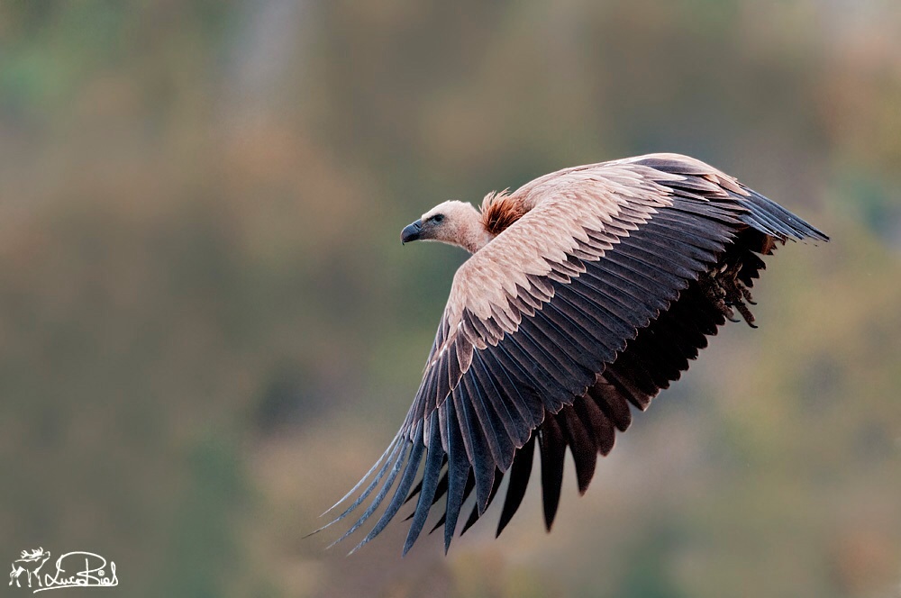 Grifone - Griffon vulture