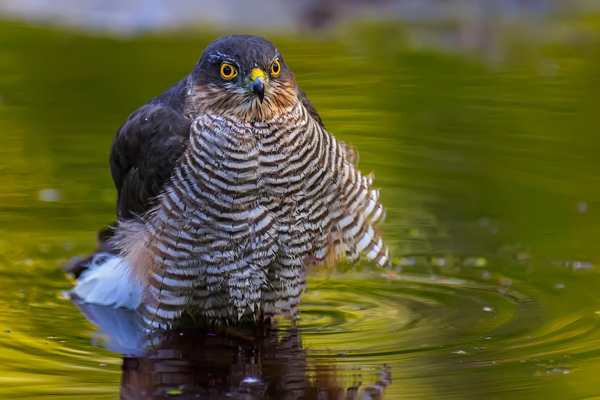 I see you .. What do you do?