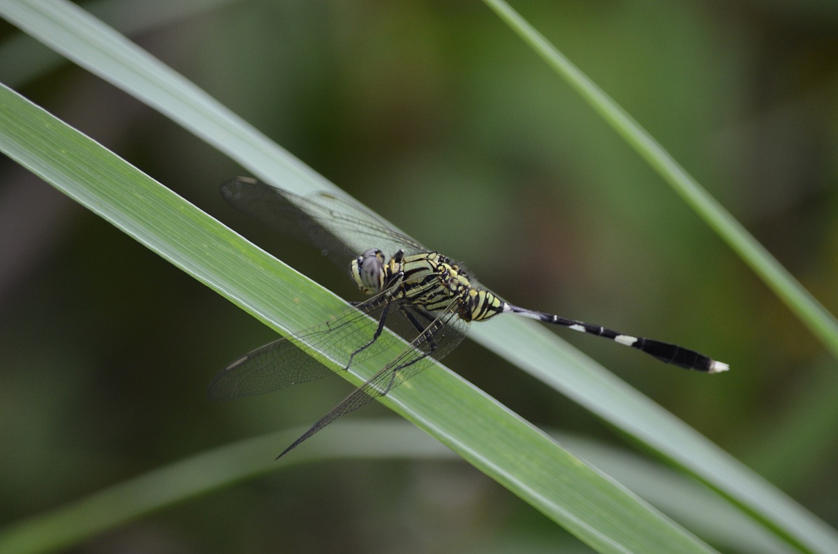 libellule multicolor