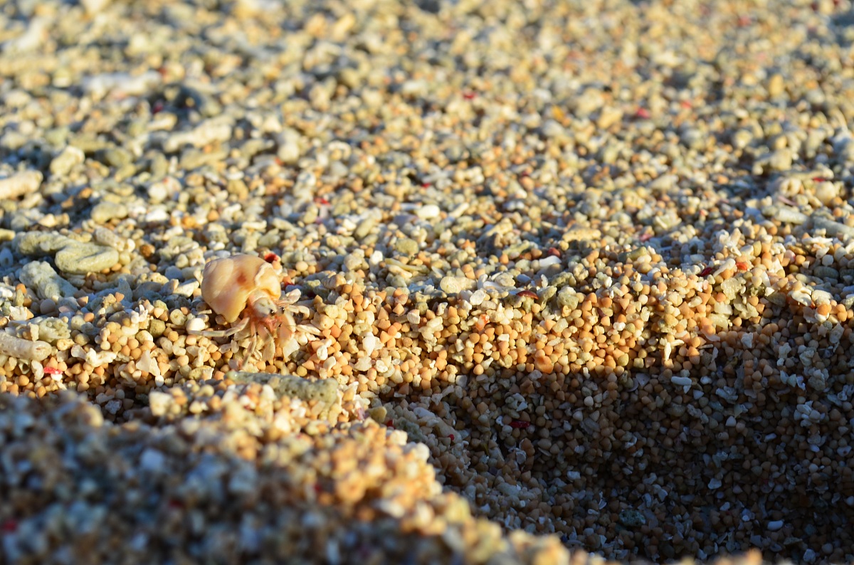 of the hermit crab trwangan