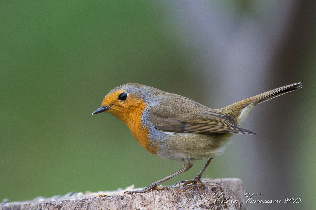 il mio solito pettirosso....almeno lui c'è!