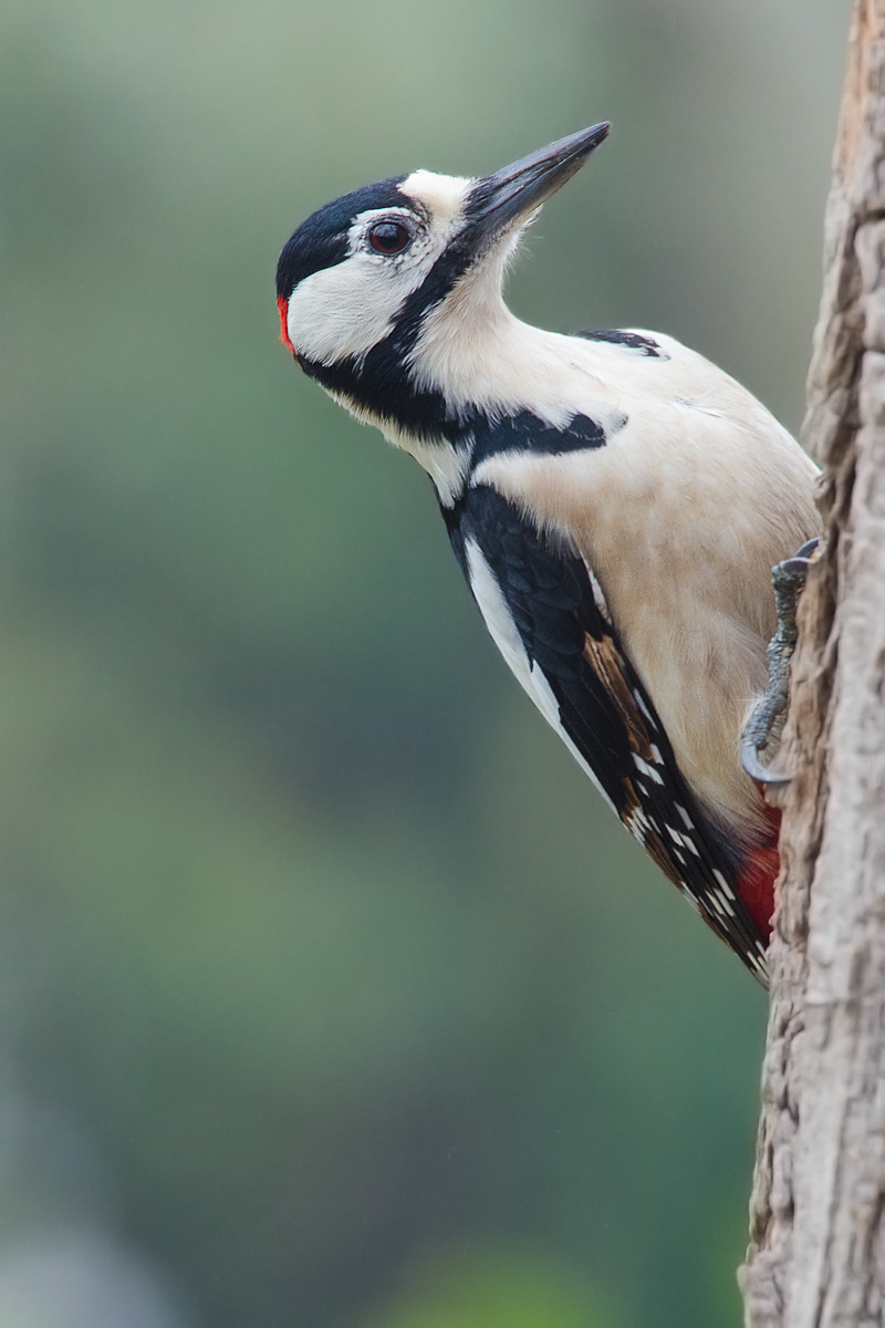 Picchio rosso maggiore