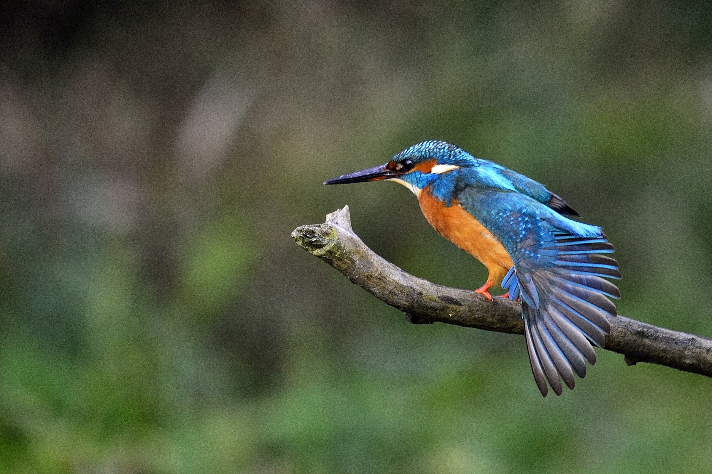 martino ad ali aperte