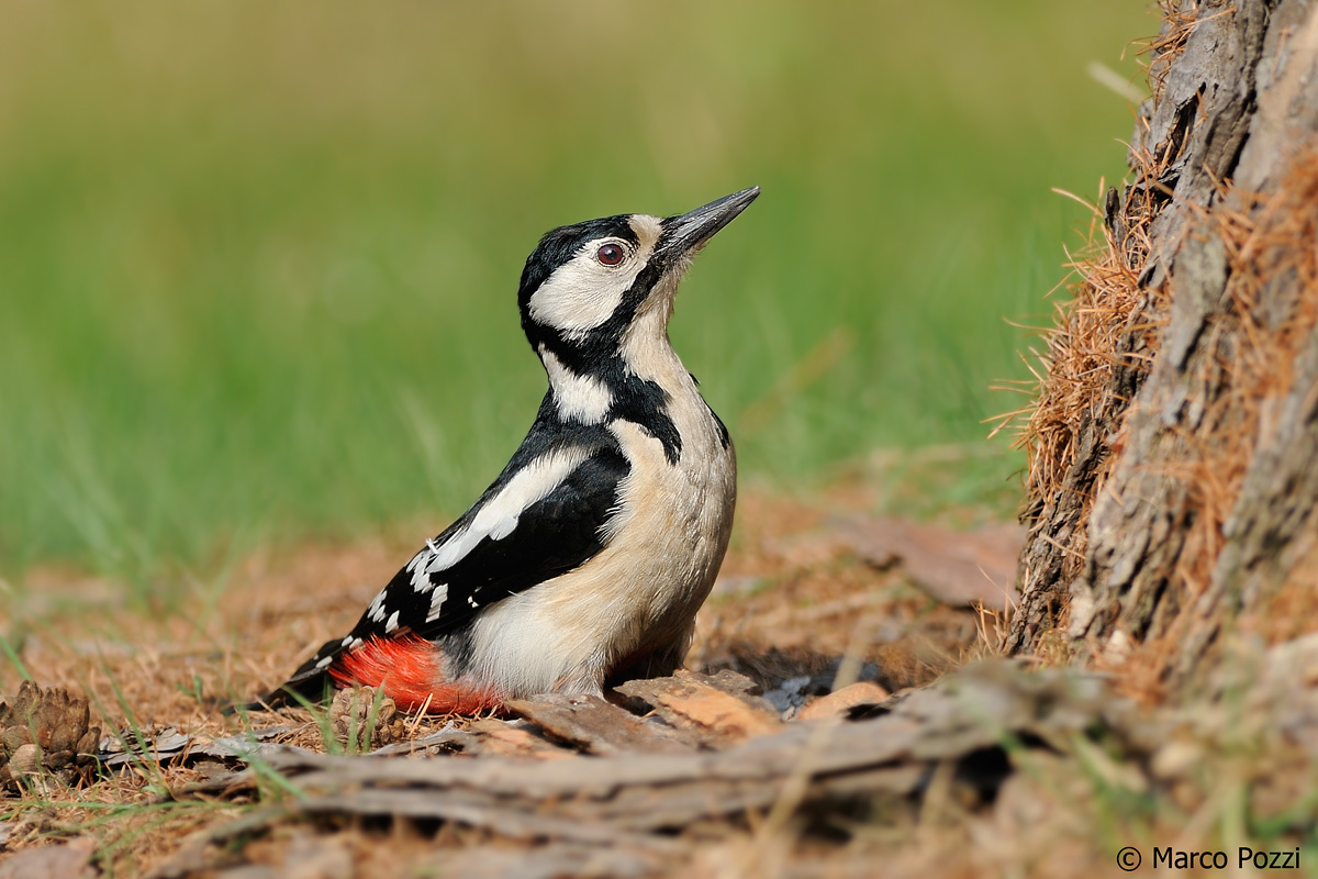 woodpecker on the ground