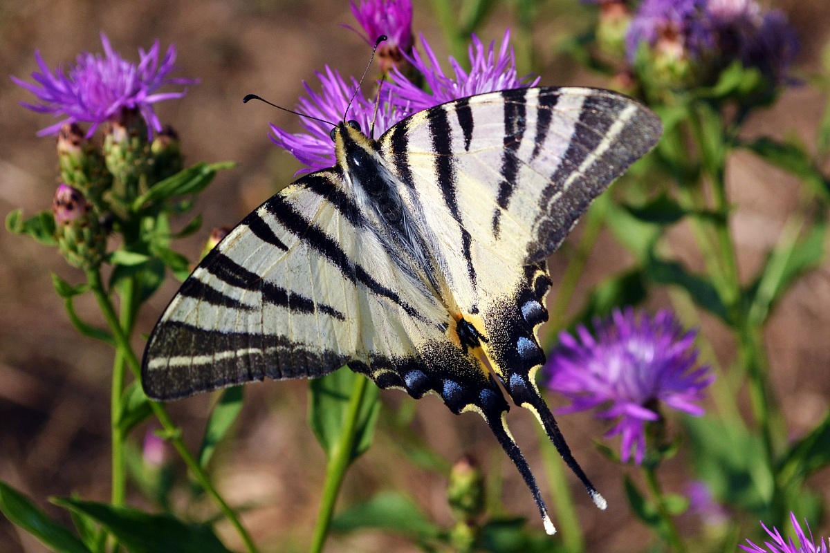 Swallowtail