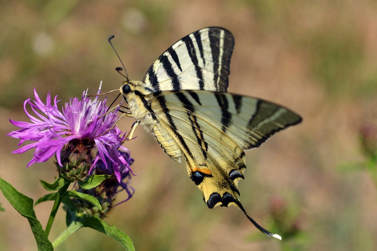 Scarce Swallowtail